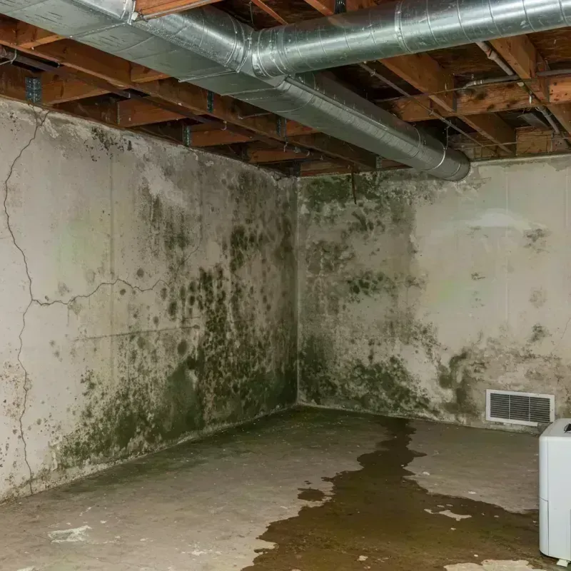 Professional Mold Removal in Tazewell County, IL